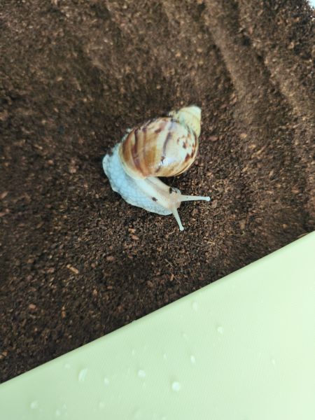 파일:귀엽고 깜찍한 달구.jpg